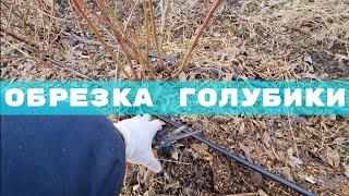 Голубика зимой / Обрезка / Мульча / Подкисление почвы