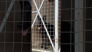 Black German Shepherd in Kennel #germanshepherd #dog #shorts