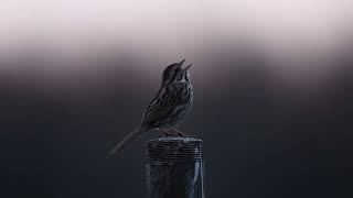 Song Sparrow Singing at Sunrise