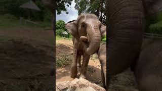 Sound on!!🔊An elephant eats the whole pumpkin at one time! #samuielephanthaven #shorts #elephant