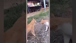 Cat vs Dog :Who’s Really 🤣🐶😸?The Last One😆🤣#shorts #viralvideo #funny #cat #dog