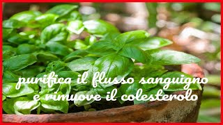 Basilico pianta divina! antibiotico, antiossidante, purifica il flusso sanguigno e - Italy365