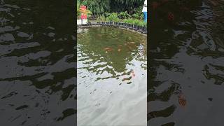 Fish pond||golden fish||aquarium||fishing||nature||telugusongs||buggey bangarama||Kajal Agarwal