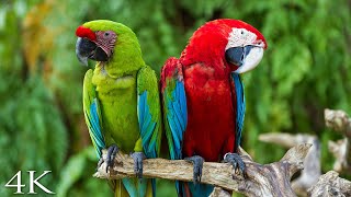 (4K) Breathtaking Colorful Birds of the Rainforest 2 Wildlife Nature Film + Jungle Sounds 90 Minutes