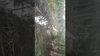 Kelapa panen terbanyak di Indonesia #videoshort #viral #kebun #kelapa #tembilahan