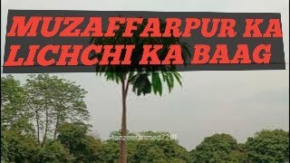 muzaffarpur ka lichchi ka baag ||  Famous || @tanzeerahmed7291