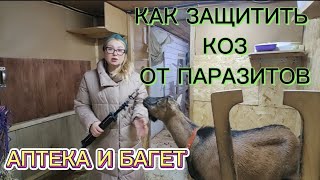 КАК ЗАЩИТИТЬ КОЗ ОТ ПАРАЗИТОВ ? АПТЕКА И БАГЕТ.