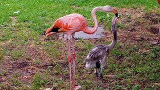 Phoenicopterus ruber - Linnaeus, 1758 (Phoenicopteridae) Flamant des Caraïbes, flamant rouge de Cuba