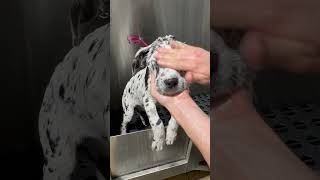 Great Dane pup 🐶 #greatdane #dalmatian #puppy #dog #doggrooming #dogbath