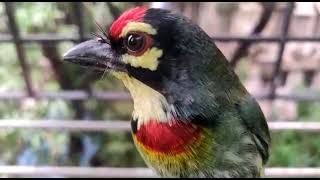 Beautiful Coppersmith Barbet Bird at our window - Vile Parle Mumbai.