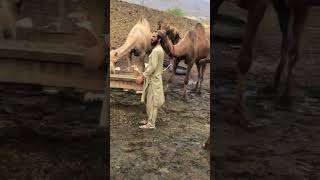 Camel farm video 2 #camel #youtubeshorts #animals #youtubevideos #shorts