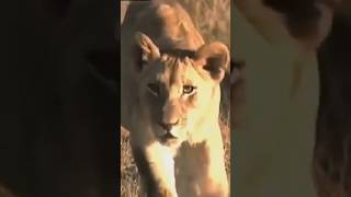 HUNTING LION DOCUMENTARY