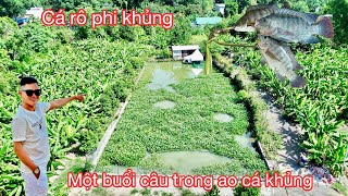 Một buổi câu trong ao cá khủng #phancôngbằng / cá phi chiên giòn