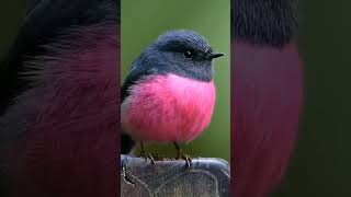 🐦Pink robin