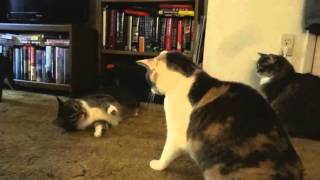 Cats start randomly fighting