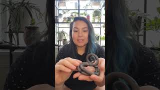 Carter + Rose Unboxing #plantaccessories #snakes #houseplants #smallbusiness