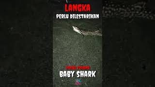 Strike Baby Shark, Kembalikan ke Alam Demi Menjaga Kelestarian