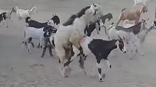 The beautiful🐐🐐 goat 🐐🐐is having fun with the goat in Thar🐐🐐🌹😍😍😍🌺🙌💫