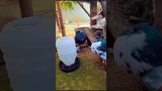 Pouter Pigeons Males||#foryou #viral #viralvideo #youtubeshorts #ytshorts #trending #reels