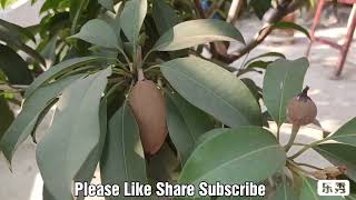 সফেদা, Sapodilla, चीकू, صفدہ