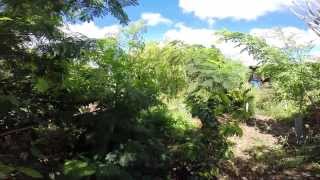 Permaculture garden on Bonaire