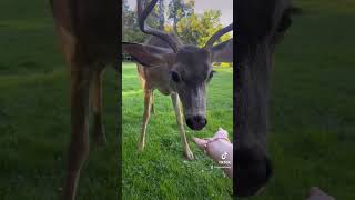 Befriending a family of deer in Oregon 🥰