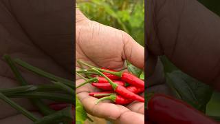 Panen cabe di polibag #cabe #panencabe