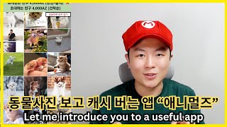 동물사진 보면서 캐시도 얻는 어플 애니멀즈AnimalZ를 리뷰합니다. Let me introduce you to a useful app.