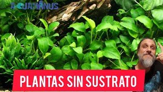 Plantas acuáticas sin sustrato 🌱🌱🌱