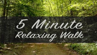 5 Minute Relaxing Walk - Vermont Forest Trail - in 4k