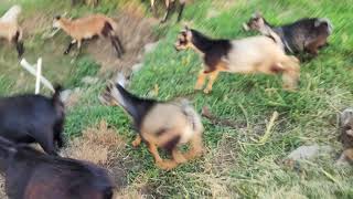 Moving Blackbelly Sheep and Nigerian Dwarf Goats