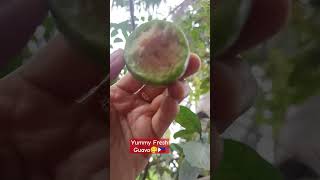 Fresh picked Guava from tree 😋🇵🇭#trending #youtubeshorts #shortsvideo #shortsfeed #shorts #new #yt