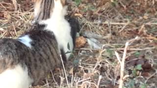 Funny Cat Catching Blackbird