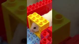 Hamster maze 🐹 LEGO!!