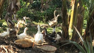 Make a Homestay to have a place to feeding Black ducks and Wild Boars