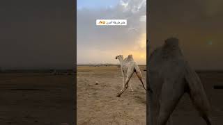 @cristiano 🐫