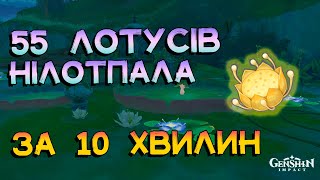 Лотус Нілоптала | Маршрут Збору | Матеріали Вознесіння | Genhsin Impact 3.0 Українською