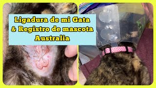 Costo de Esterilizacion y Registro de Mascota Australia | Desex A Cat #Shorts #Short