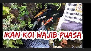 IKAN KOI WAJIB PUASA !!!!