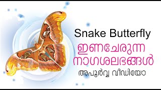 Snake butterfly / നാഗശലഭങ്ങൾ അപൂർവ്വ കാഴ്ച