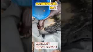 【貴重映像part1】金の採掘現場に初潜入！海外・無刻印インゴットなんでも買取ります！ #shorts #金 #ゴールド #海外インゴット