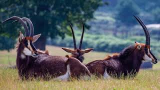 Animals  Of Africa Sable Antelope