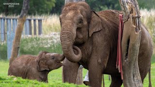 Nang Phaya and herd at Whipsnade Zoo