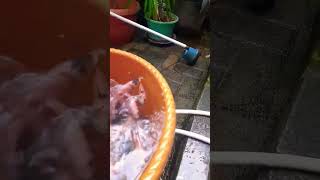 Proses pemindahan ikan ke kolam.namun ikan lompat keluar gais #shorts