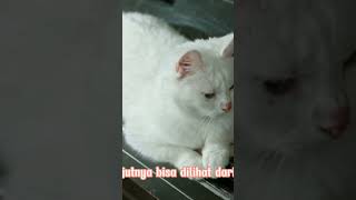 Ciri fisik kucing anggora Asli