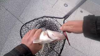 Jigging the St.Clair river for walleye with Hook One Charters