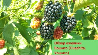 Обзор ежевики Вошито (Уошито)/ Blackberry Ouachita