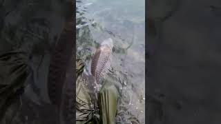 31,5 KG PUBLIC WATERS CARP #betackle #betackle_nevergiveup #carpfishing #fishing #shorts #video