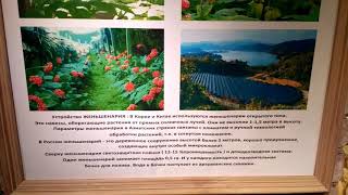 176. Женьшень как произведение искусства или когда китайцу делать нечего;)