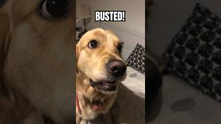 Busted 🤫 #goldenretriever #animals #dog #funny